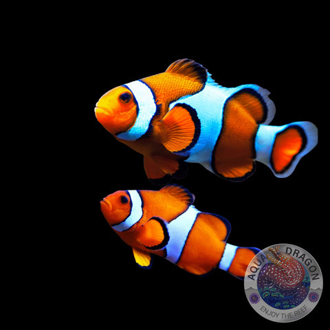 Amphiprion percula „Trauerband-Anemonenfisch“ Paar Nachzucht