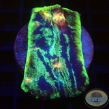 Echinophyllia spp. „Interstellar“ WYSIWYG