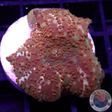 Discosoma spp. „Dotty Jaw“