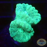 Caulastraea spp. „Mint“ WYSIWYG
