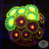 Krustenanemonen „Blow Pop Packers“ WYSIWYG