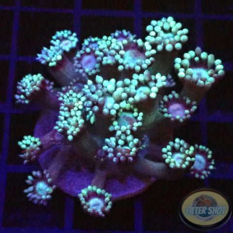 Goniopora spp. „Blue Daisy“ WYSIWYG „AD Special“