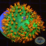 Rhodactis osculifera „St. Thomas“ WYSIWYG „AD Special“