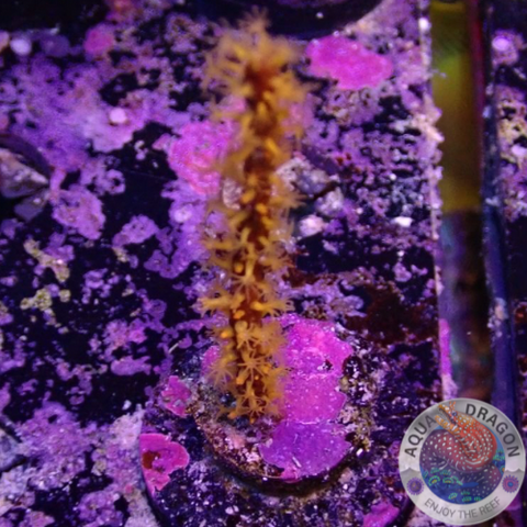 Menella spp.