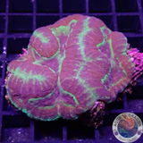 Symphyllia spp. „Madness“ WYSIWYG