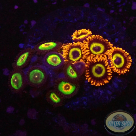 Krustenanemonen „Fruity Rasta“ WYSIWYG