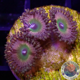 Krustenanemonen „Shazam“ WYSIWYG „AD Special“