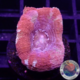 Homophyllia bowerbanki „Sicario“ WYSIWYG