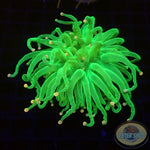 Euphyllia glabrescens „Cotton Candy“ WYSIWYG