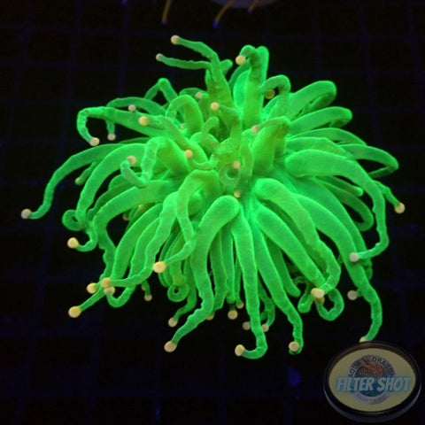 Euphyllia glabrescens „Cotton Candy“ WYSIWYG