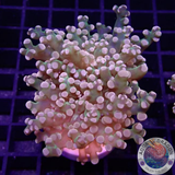 Euphyllia paradivisa „Grape Frog“ AD Special