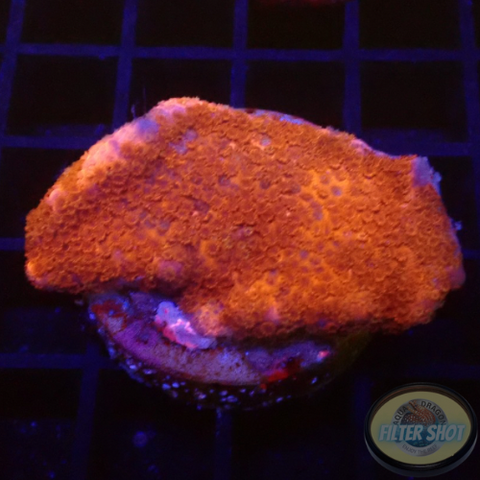 Montipora digitata „Smashed Tomato“ WYSIWYG