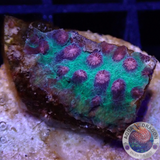Cyphastrea spp. „Alien Pox“ WYSIWYG „AD Special“