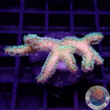 Seriatopora caliendrum „Toxic Bird Nest“
