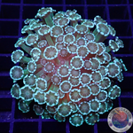 Alveopora spp. „Goofy“ WYSIWYG „AD Special“