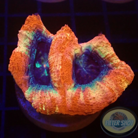 Homophyllia bowerbanki „Sicario“