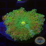 Ricordea yuma „Jumbo R“ WYSIWYG „AD Special“