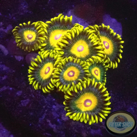 Krustenanemonen „Super Saiyan“