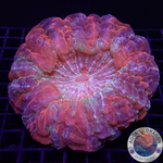 Acanthophyllia deshayesiana „Delight“ WYSIWYG