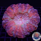 Acanthophyllia deshayesiana „Delight“ WYSIWYG