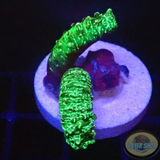 Isaurus spp. „Toxic Cucumber“ AD Special