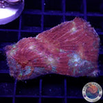Lobophyllia rowleyensis „Flame Autumn“ WYSIWYG „AD Special“