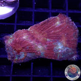 Lobophyllia rowleyensis „Flame Autumn“ WYSIWYG „AD Special“