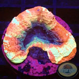 Homophyllia bowerbanki „Sicario“ WYSIWYG