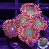 Krustenanemonen „Bowser“ WYSIWYG