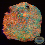 Echinophyllia spp. 🌈 „Rainbow Dragon“ 🐉 WYSIWYG „AD Special“