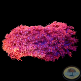 Goniopora spp. „2Face“ WYSIWYG