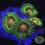 Krustenanemonen „Deja Vu“ WYSIWYG