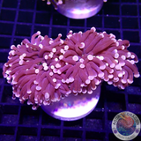 Euphyllia cristata „Joker“