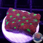 Favites spp. “Pentagon”