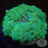 Radianthus malu WYSIWYG