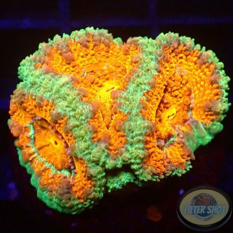 Micromussa spp. „Deep O“ AD Special