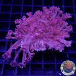 Goniopora spp. „Rose Velvet“ WYSIWYG „AD Special“
