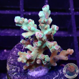 Acropora spp. „Lizard“ WYSIWYG
