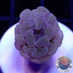 Euphyllia baliensis „Gold Hologramm“