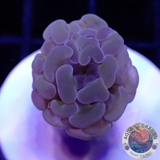 Euphyllia baliensis „Gold Hologramm“