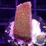 Montipora spp. „Chili Pepper“