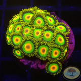Krustenanemonen „Rasta“ WYSIWYG