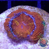 Micromussa spp. „Baby Rainbow“ WYSIWYG