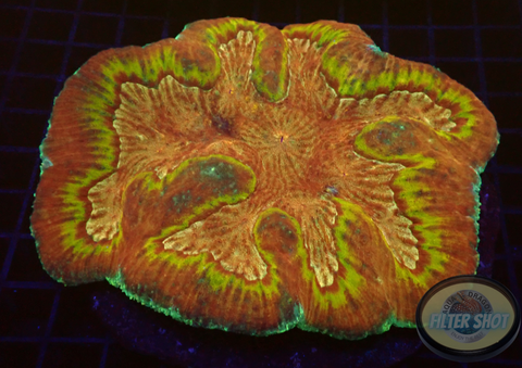 Lobophyllia spp. „Golden Sand“ WYSIWYG „AD Special“