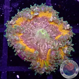 Phymanthus crucifer WYSIWYG