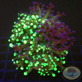 Euphyllia paradivisa „Grafted“ AD Special