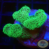 Stylophora pistillata „Green Milka“ WYSIWYG