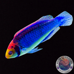 Cirrhilabrus aquamarinus „Zwerg-Lippfisch“ männlich