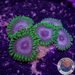 Krustenanemonen „Er1cs“ WYSIWYG