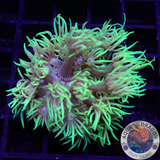 Goniopora spp. „Fuzzy Flower“ AD Special